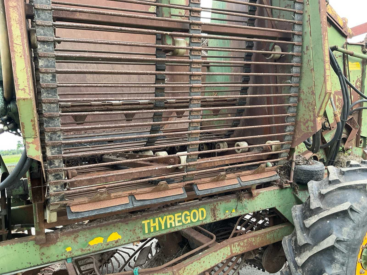 Bietenrooier Thyregod TE