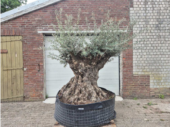 Landbouwmachine  Olijfboom