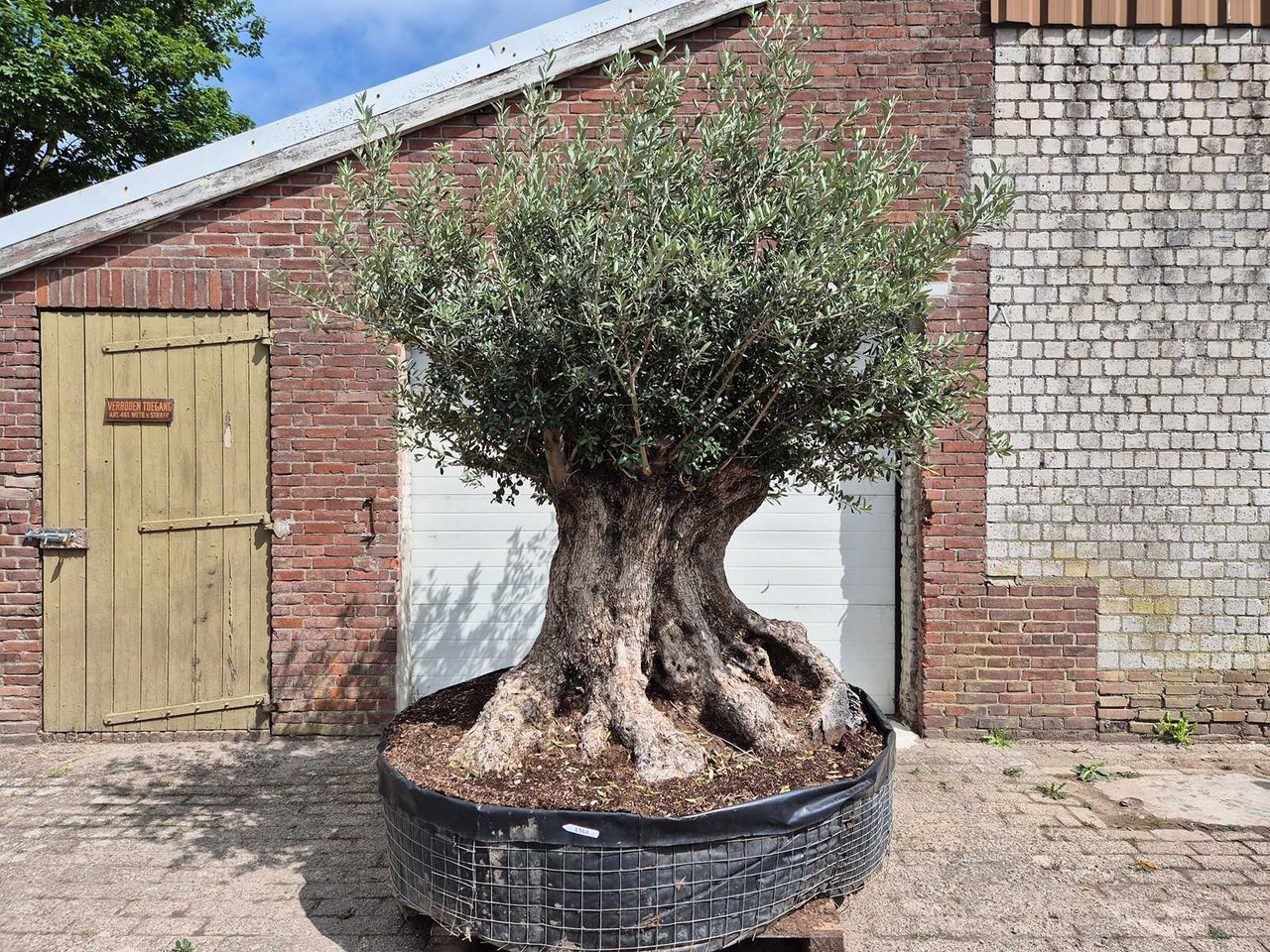 Landbouwmachine Olijfboom