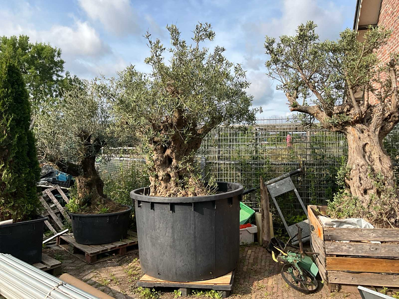 Landbouwmachine Olive tree