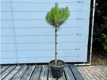 Landbouwmachine  Pinus pinea 180/200cm