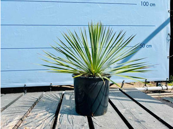 Landbouwmachine  Yucca rostrata 70cm