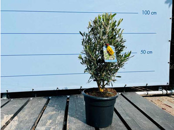 Landbouwmachine  olive bush 70/90cm