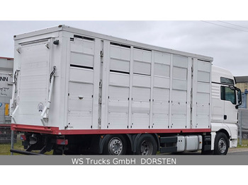 MAN TGX 26.440 FG 6x2  Menke Janzen 3 Stock  - Veewagen vrachtwagen: afbeelding 4