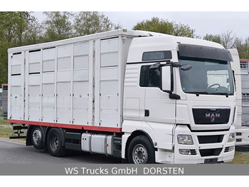 MAN TGX 26.440 FG 6x2  Menke Janzen 3 Stock  - Veewagen vrachtwagen: afbeelding 2