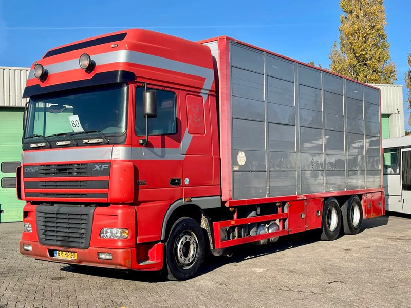 DAF XF 95.430 BERDEX 3 decks. Water, fans, Scales! Excellent condition. - Veewagen vrachtwagen: afbeelding 1 DAF XF 95.430 BERDEX 3 decks. Water, fans, Scales! Excellent condition. - Veewagen vrachtwagen: afbeelding 1