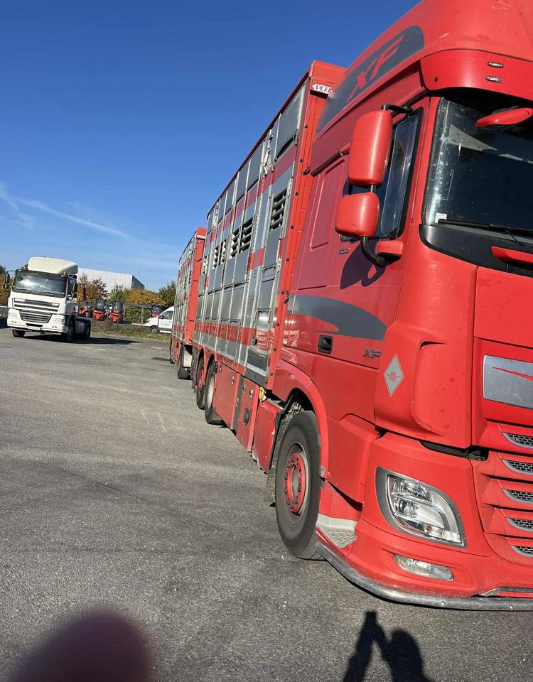 DAF XF 530 + Przyczepa Pezzaoli - 3X Trzoda, 2 X Bydło I 3 poziomy I Podnoszony dach I Hydroburta I Osie Skrętne I Poidła I Wentylatory I Pilot Manualny | - Veewagen vrachtwagen: afbeelding 4 DAF XF 530 + Przyczepa Pezzaoli - 3X Trzoda, 2 X Bydło I 3 poziomy I Podnoszony dach I Hydroburta I Osie Skrętne I Poidła I Wentylatory I Pilot Manualny | - Veewagen vrachtwagen: afbeelding 4