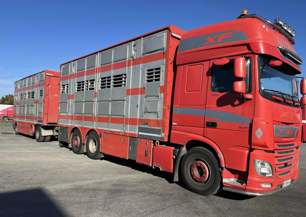 DAF XF 530 + Przyczepa Pezzaoli - 3X Trzoda, 2 X Bydło I 3 poziomy I Podnoszony dach I Hydroburta I Osie Skrętne I Poidła I Wentylatory I Pilot Manualny | - Veewagen vrachtwagen: afbeelding 2 DAF XF 530 + Przyczepa Pezzaoli - 3X Trzoda, 2 X Bydło I 3 poziomy I Podnoszony dach I Hydroburta I Osie Skrętne I Poidła I Wentylatory I Pilot Manualny | - Veewagen vrachtwagen: afbeelding 2