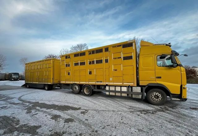 Volvo FH 420 • KABA • Transport Zwierząt 3xŚwinie/ 2xBydło 3-piętrowy • Euro 5 • Retarder • Oś podnoszona i skrętna - Veewagen vrachtwagen: afbeelding 3 Volvo FH 420 • KABA • Transport Zwierząt 3xŚwinie/ 2xBydło 3-piętrowy • Euro 5 • Retarder • Oś podnoszona i skrętna - Veewagen vrachtwagen: afbeelding 3