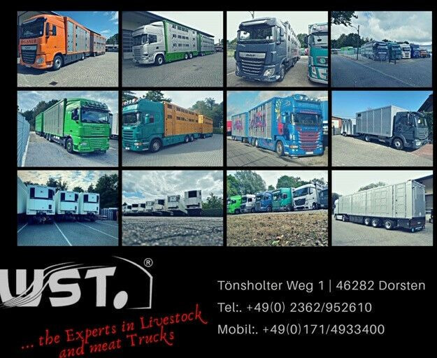 Paardenvrachtwagen Renault Master 3 Sitze VollLeder Hengstausstattung: afbeelding 41