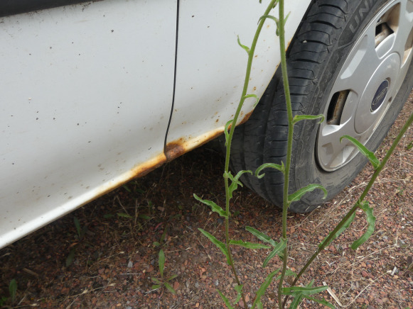 Andere machine REF:immatriculée sous : 1-BRU-301 - Camionnette Ford Transit: afbeelding 16