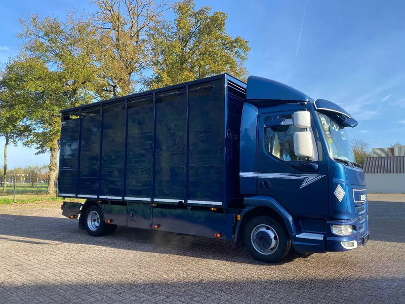DAF LF 280 - Veewagen vrachtwagen: afbeelding 2 DAF LF 280 - Veewagen vrachtwagen: afbeelding 2