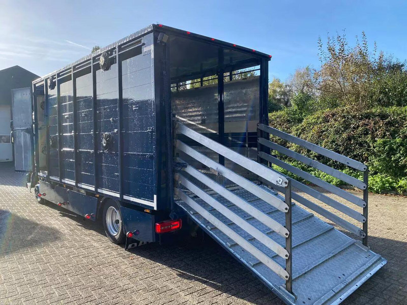 DAF LF 280 - Veewagen vrachtwagen: afbeelding 5 DAF LF 280 - Veewagen vrachtwagen: afbeelding 5