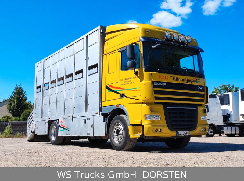 DAF XF410 Menke Doppelstock - Veewagen vrachtwagen: afbeelding 2 DAF XF410 Menke Doppelstock - Veewagen vrachtwagen: afbeelding 2
