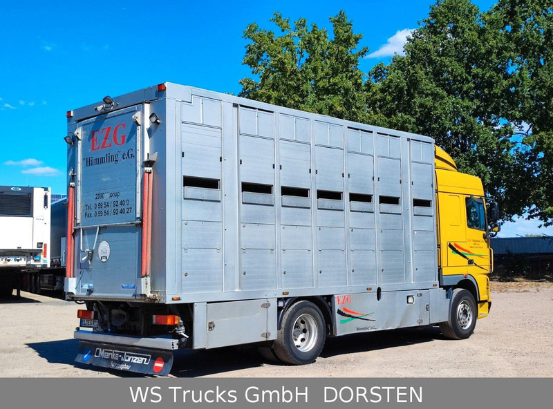 DAF XF410 Menke Doppelstock - Veewagen vrachtwagen: afbeelding 5 DAF XF410 Menke Doppelstock - Veewagen vrachtwagen: afbeelding 5